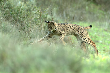 Young male Iberian Lynx hunting rabbits in a Mediterranean forest at the first light of a cold autumn day