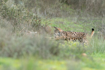Young male Iberian Lynx hunting rabbits in a Mediterranean forest at the first light of a cold autumn day