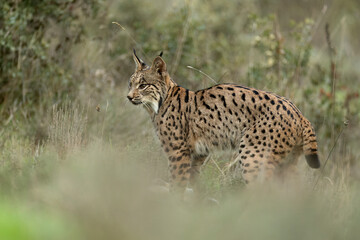 Young male Iberian Lynx hunting rabbits in a Mediterranean forest at the first light of a cold autumn day