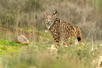 Adult female Iberian Lynx in a Mediterranean forest at the first light of a cold late autumn day
