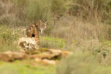 Adult female Iberian Lynx in a Mediterranean forest at the first light of a cold late autumn day