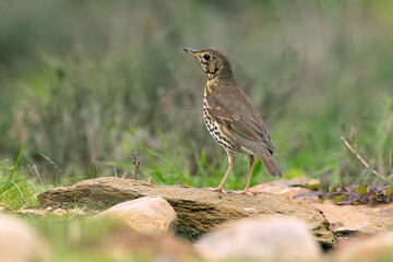 Song thrush in a Mediterranean forest with the last light of day