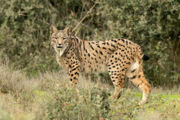 Adult female Iberian Lynx in a Mediterranean forest at the first light of a cold late autumn day