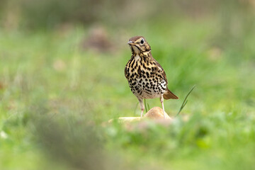 Song thrush in a Mediterranean forest with the last light of day