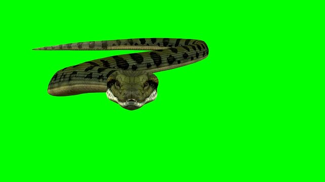 An Anaconda snake seen close up, slides and slithers towards the camera, in the second scene the snake  is shown circling and moving in a quicker more aggressive manner.