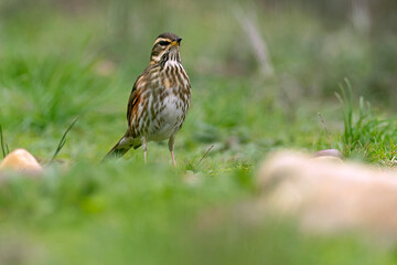 Redwing in a Mediterranean forest in the last light of day