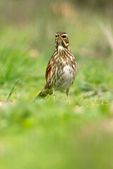 Redwing in a Mediterranean forest in the last light of day