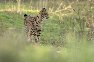 Young female Iberian Lynx in a Mediterranean oak forest with the last light of an early winter day