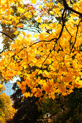 autumn trees in the park