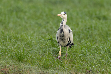 Obraz premium Grey heron in the first light of a late autumn day in a wetland area