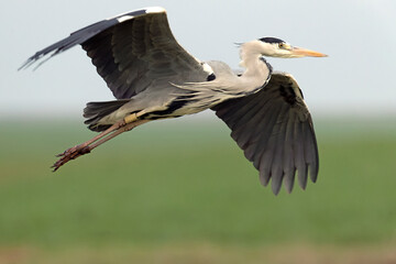Fototapeta premium Grey heron in a Mediterranean wetland at the first light of sunrise