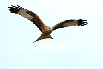 Red kite in flight in a Mediterranean meadow with the first light of the morning