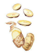 Watercolor  potato clipart isolated on a white background. Hand painted vegetable illustration.