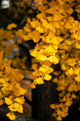 yellow maple leaves