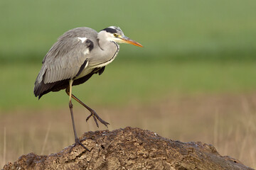 Grey heron in the first light of a late autumn day in a wetland area