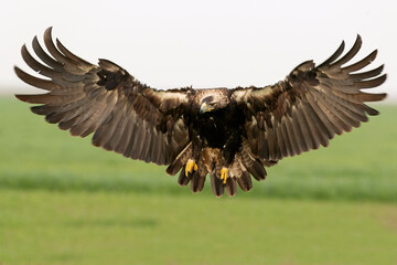 Adult Spanish Imperial Eagle in flight in a Mediterranean meadow at the first light of a sunny day in late autumn