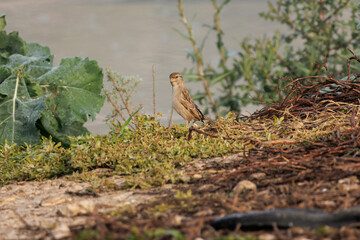 Buitrón Cisticola juncidis posado en la orilla del pantano de Beniarres, España	