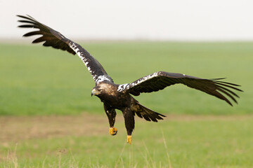 Adult Spanish Imperial Eagle in flight in a Mediterranean meadow at the first light of a sunny day in late autumn