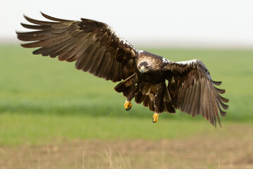 Adult Spanish Imperial Eagle in flight in a Mediterranean meadow at the first light of a sunny day in late autumn