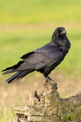 Fototapeta premium Common raven in the first light of a cold autumn morning on a Mediterranean mountain