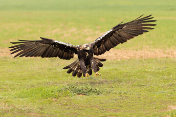 Adult Spanish Imperial Eagle in flight in a Mediterranean meadow at the first light of a sunny day in late autumn