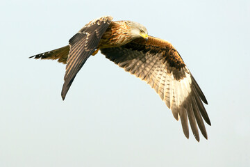 Red kite in flight in a Mediterranean meadow with the first light of the morning