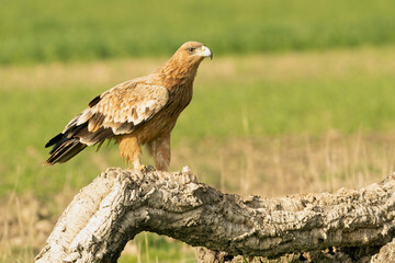 Two-year-old female Spanish Imperial Eagle in a Mediterranean pasture with the first light of sunrise
