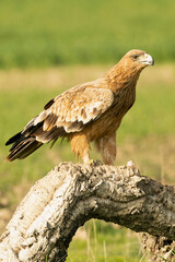 Two-year-old female Spanish Imperial Eagle in a Mediterranean pasture with the first light of sunrise