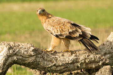 Two-year-old female Spanish Imperial Eagle in a Mediterranean pasture with the first light of sunrise