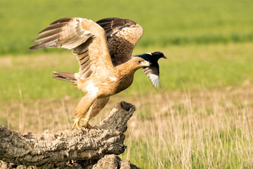 Two-year-old female Spanish Imperial Eagle in a Mediterranean pasture with the first light of sunrise
