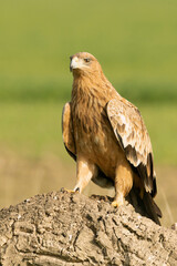 Two-year-old female Spanish Imperial Eagle in a Mediterranean pasture with the first light of sunrise