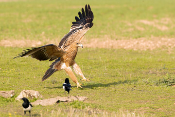 Two-year-old female Spanish Imperial Eagle in a Mediterranean pasture with the first light of sunrise