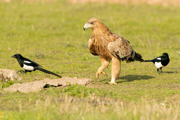 Two-year-old female Spanish Imperial Eagle in a Mediterranean pasture with the first light of...