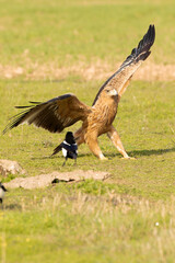Two-year-old female Spanish Imperial Eagle in a Mediterranean pasture with the first light of sunrise