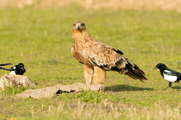 Two-year-old female Spanish Imperial Eagle in a Mediterranean pasture with the first light of sunrise