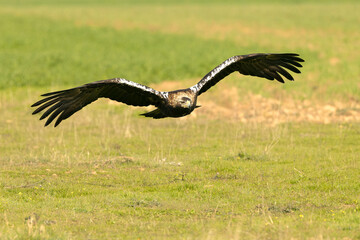 Adult Spanish Imperial Eagle in flight in a Mediterranean meadow at the first light of a sunny day...