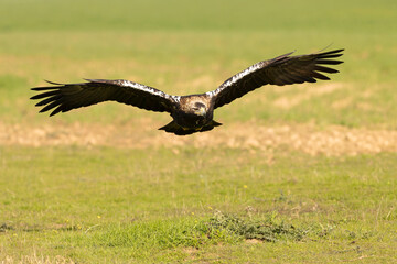 Adult Spanish Imperial Eagle flying at first light on a late autumn day in a Mediterranean forest area