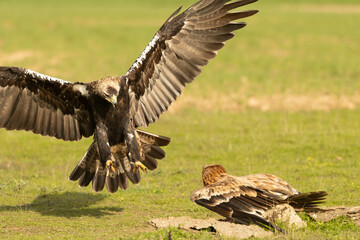 Young and adult Spanish Imperial Eagle in the first light of a cold autumn day