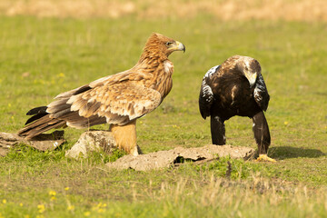 Young and adult Spanish Imperial Eagle in the first light of a cold autumn day