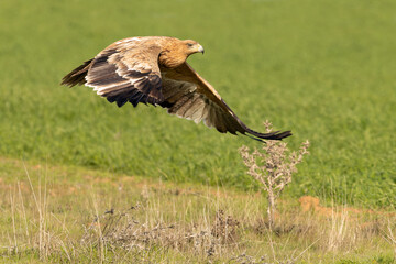 Two-year-old Spanish Imperial Eagle flying in a steppe area in central Spain at first light on a...