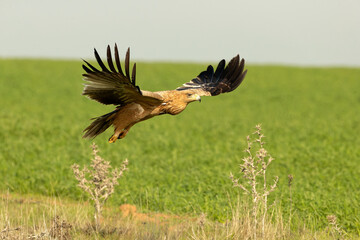 Two-year-old Spanish Imperial Eagle flying in a steppe area in central Spain at first light on a late autumn day