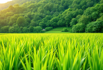 Obraz premium A lush green rice field with rows of young rice plants, surrounded by a forested hillside in the background