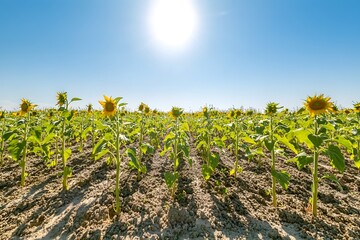 Field of sunflowers facing the sun