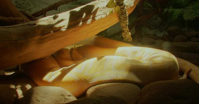 Giant yellow python in reptile house sunbathing among dead vegetation. Giant yellow python resting through glass.
