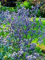 Fototapeta premium Eryngium 'Sapphire Blue' in the Botanical Garden