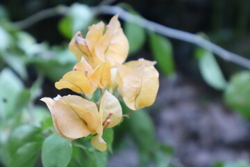 Yellow Bougainvillea