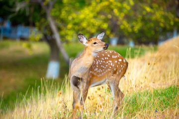 Beautiful sika deer in the autumn forest against the background of colorful foliage of trees. The deer looks to the sides and chews the grass. Fabulous forest autumn landscape with wild animals.
