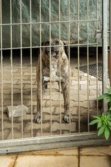 Hund in einem Gehege eingesperrt