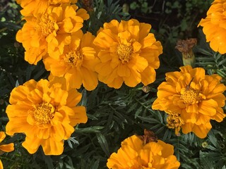 Background of the most golden marigold flowers