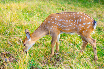 Beautiful sika deer in the autumn forest against the background of colorful foliage of trees. The deer looks to the sides and chews the grass. Fabulous forest autumn landscape with wild animals.
